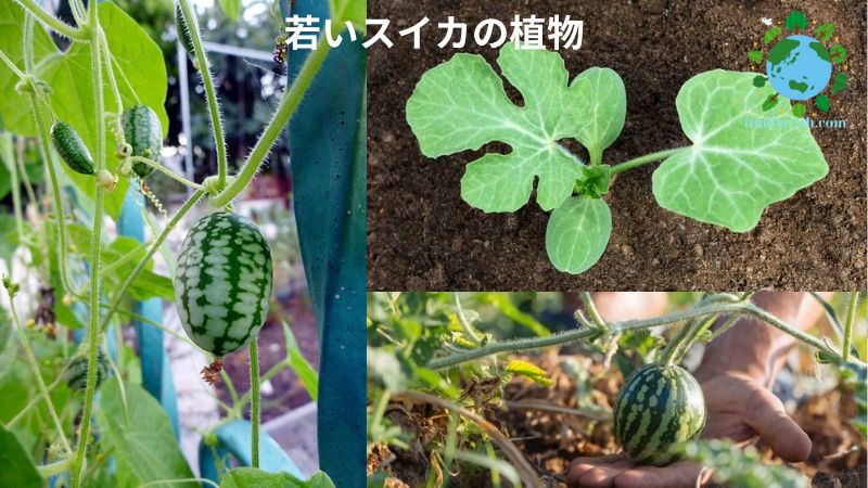 若いスイカの植物