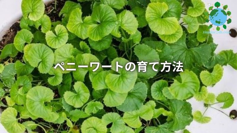 ペニーワートの育て方法