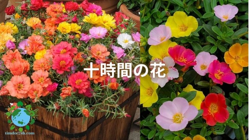 十時間の花