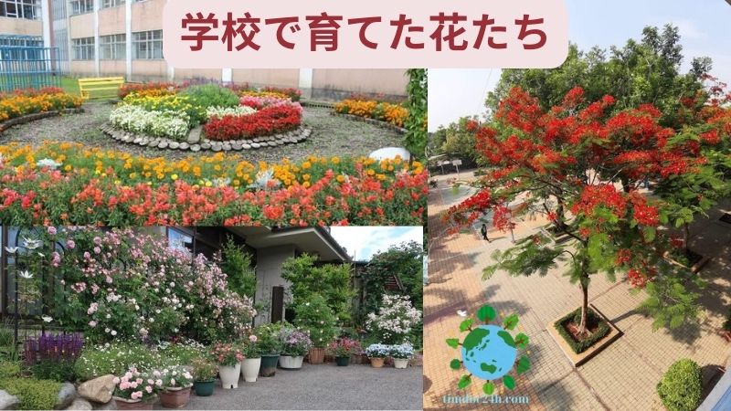 学校で育てた花たち