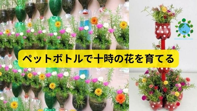 ペットボトルで十時の花を育てる