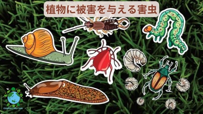 植物に被害を与える害虫