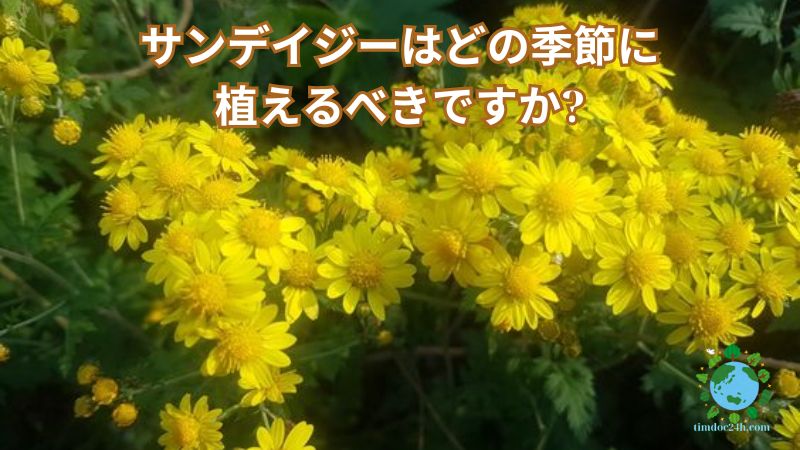 サンデイジーはどの季節に植えるべきですか