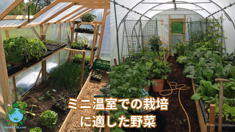 ミニ温室での栽培に適した野菜