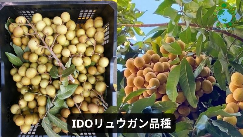 IDOリュウガン品種