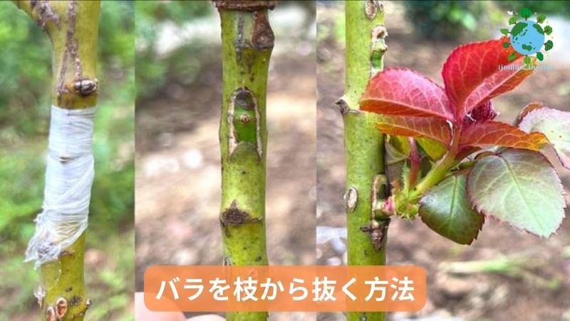 バラを枝から抜く方法