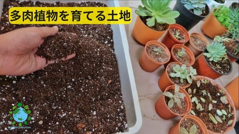 多肉植物を育てる土地