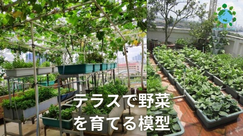 テラスで野菜を育てる模型