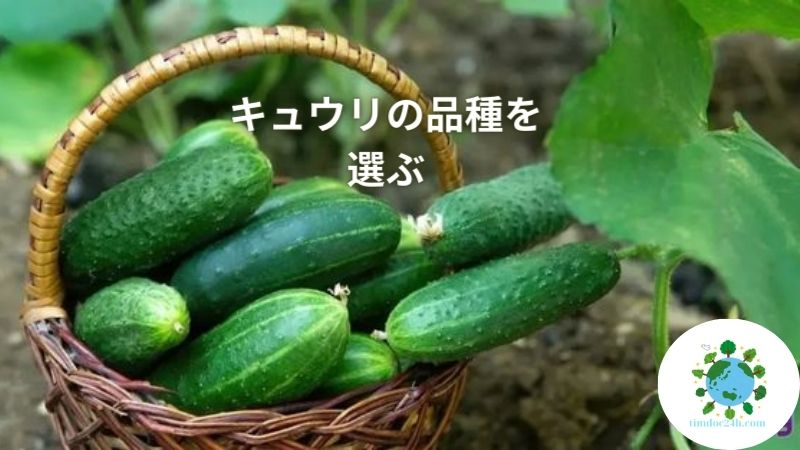 キュウリの育て方