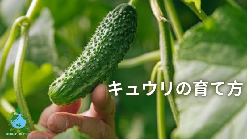 キュウリの育て方