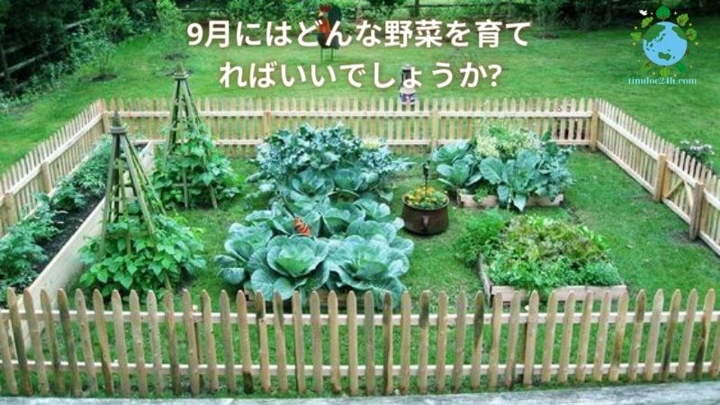 9月にはどんな野菜を育てればいいでしょうか