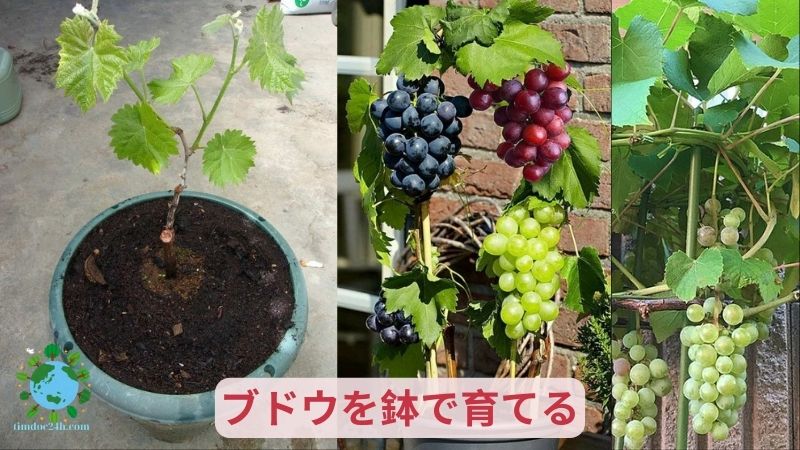 ブドウを鉢で育てる