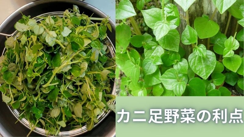 カニ足野菜の利点