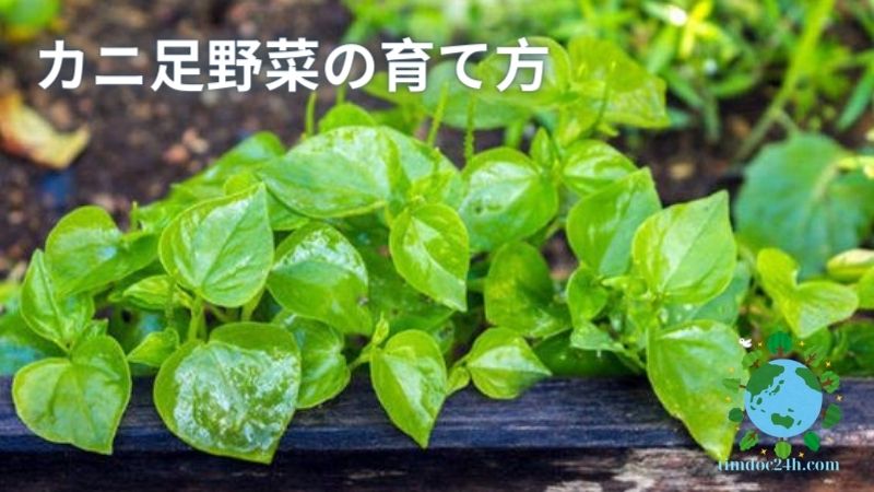 カニ足野菜の育て方