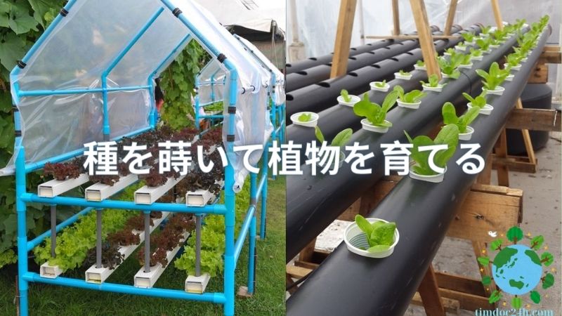 種を蒔いて植物を育てる