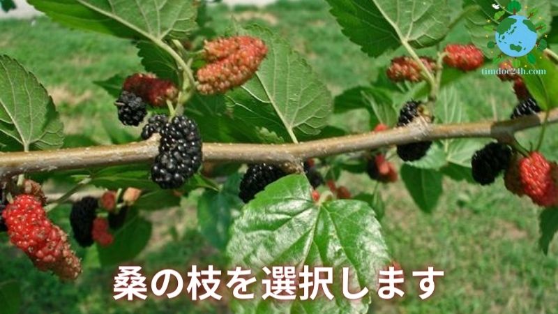 桑の木を枝から育てる方法