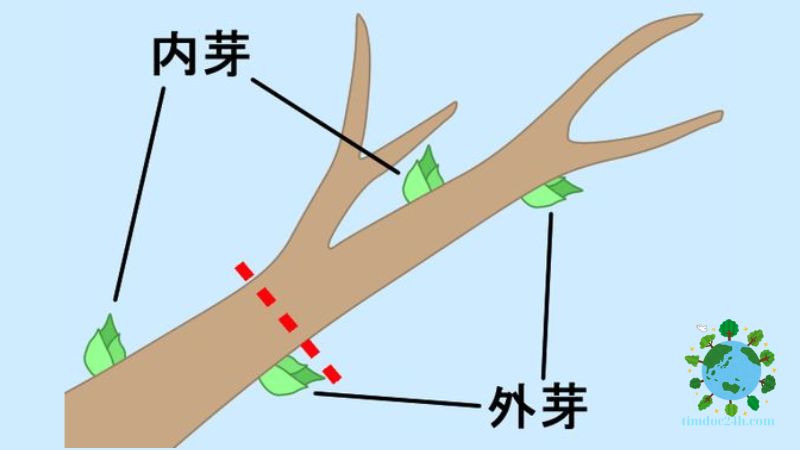 桑の木を枝から育てる方法