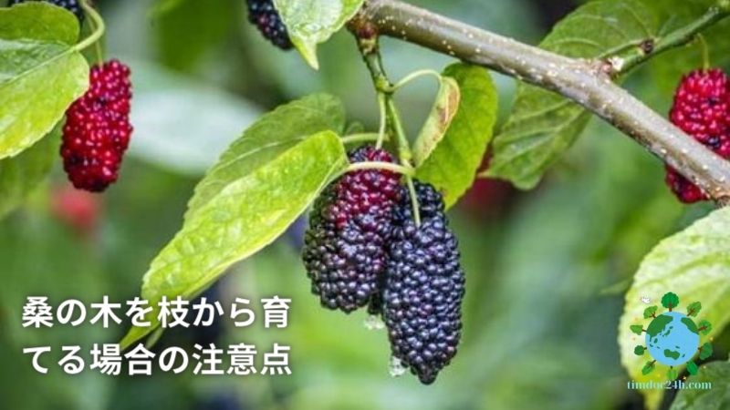 桑の木を枝から育てる場合の注意点