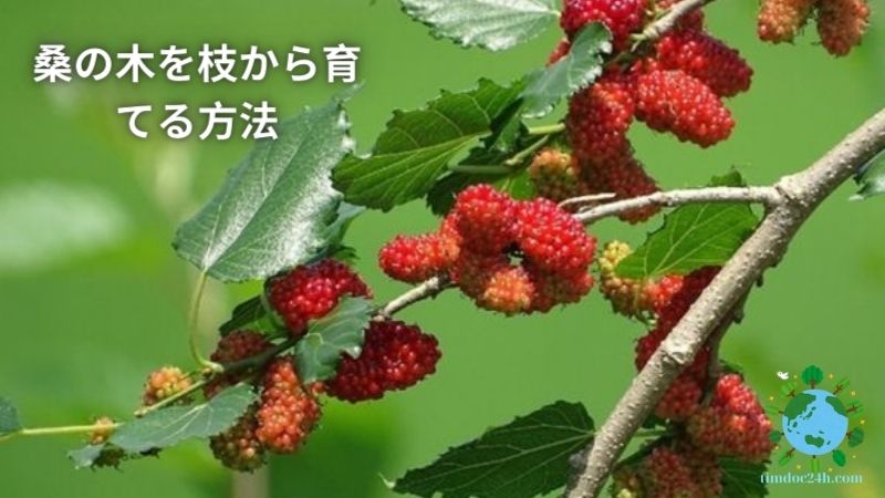 桑の木を枝から育てる方法