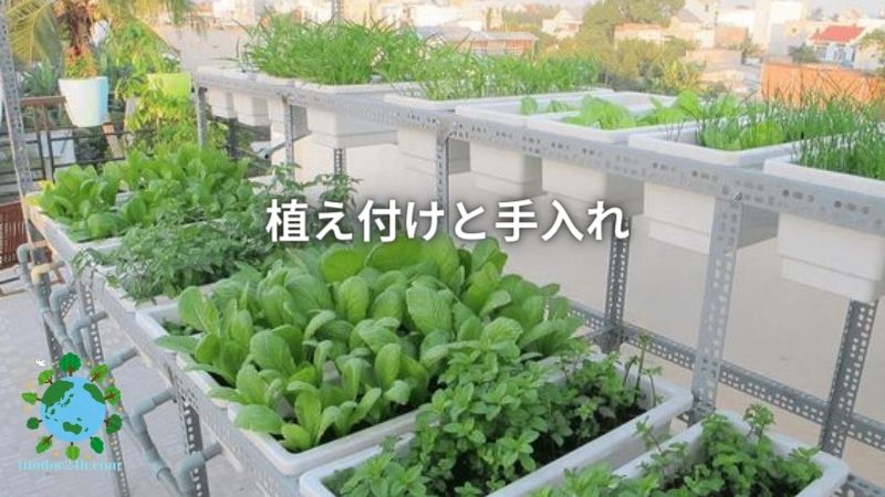 植え付けと手入れ