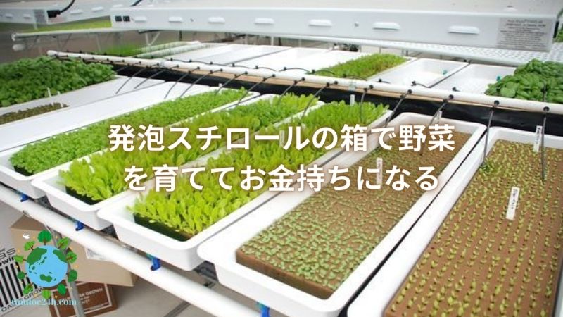 発泡スチロールの箱で野菜を育ててお金持ちになる