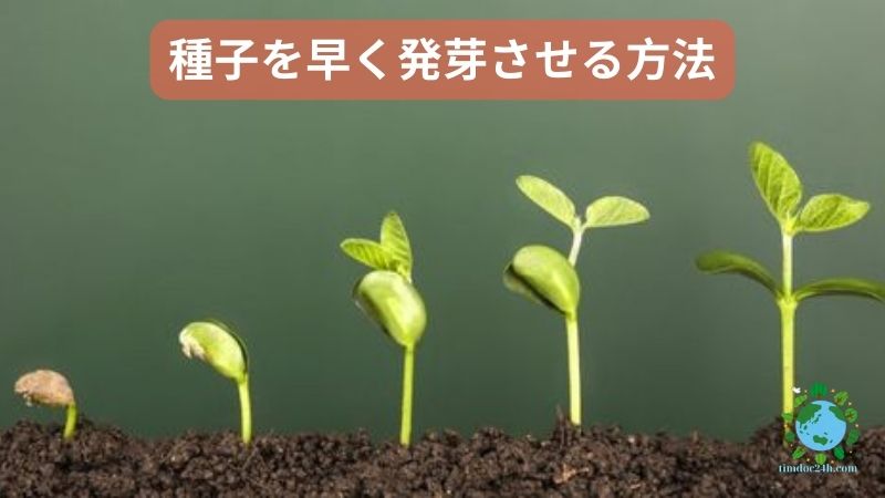 種子を早く発芽させる方法